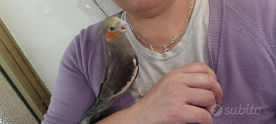 Calopsite Allevato a mano