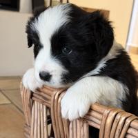 Cuccioli Border Collie Pedigree