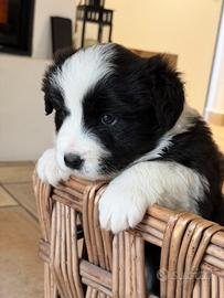 Cuccioli Border Collie Pedigree