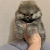 Spitz di Pomerania nano