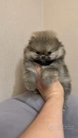 Spitz di Pomerania nano