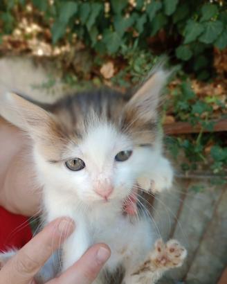 gattini siberiani incrocio 2 mesi Nati in casa