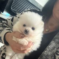 Spitz pomeriana vero