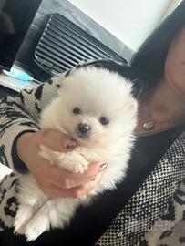 Spitz pomeriana vero