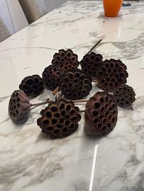Baccelli fior di loto