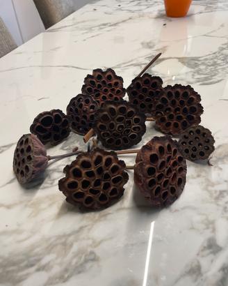 Baccelli fior di loto