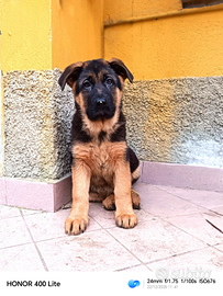 Cuccioli di pastore tedesco