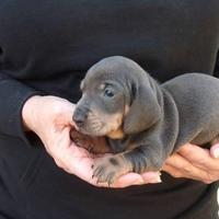 Tommaso Bassotto blue