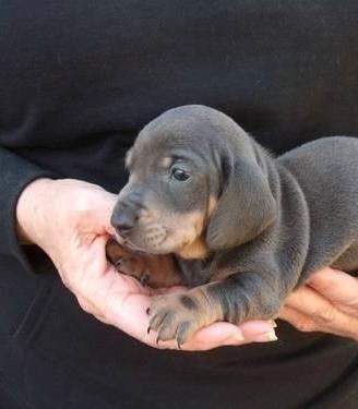 BASSOTTO NANO - BASSOTTI NANI CUCCIOLI blue