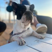 Coppia di bulldog francese sorelle