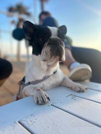 Coppia di bulldog francese sorelle