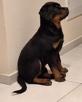 Cucciolo di Rottweiler