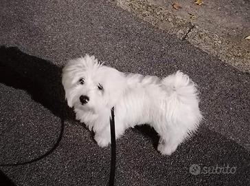 Maltese disponibile per accoppiamento/monta