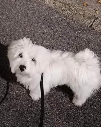 Maltese disponibile per accoppiamento/monta