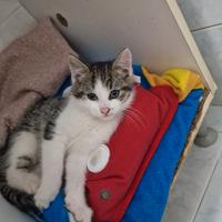 Gattina bianca grigia,pelo semi lungo