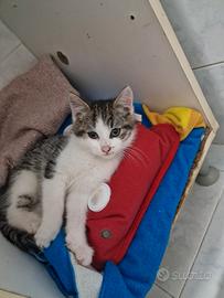 Gattina bianca grigia,pelo semi lungo
