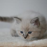 Cucciola Neva Masquerade