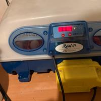 Incubatrice borotto