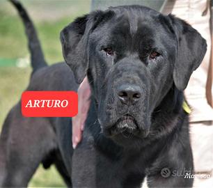 Adozione del cuore in canile a Roma nord