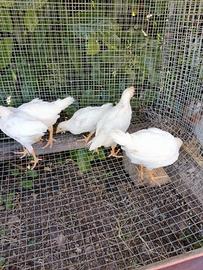 Galline livornesi bianche