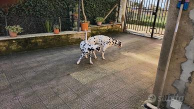 Dalmata