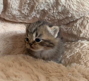 British Shorthair Cucciola
