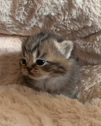 British Shorthair Cucciola