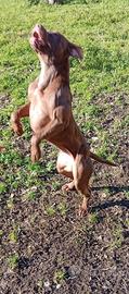 pitbull pit bull ukc 