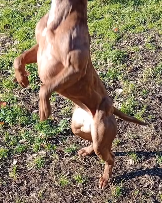 pitbull pit bull ukc 