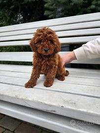 Barboncini cuccioli da allevamento