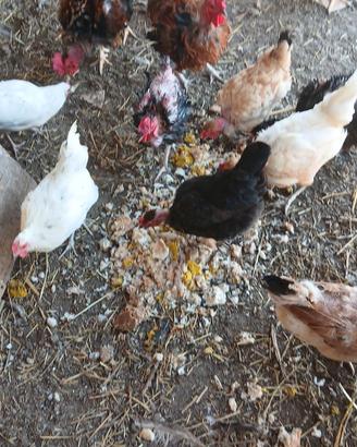 galline