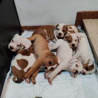 Cuccioli bulldog inglese pitbull