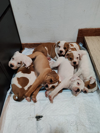 Cuccioli bulldog inglese pitbull