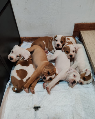 Cuccioli bulldog inglese pitbull