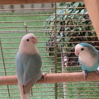 Coppia uccelli inseparabili maggiorati