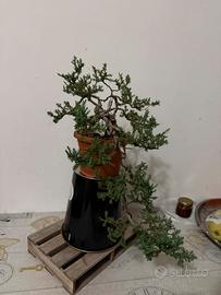 Bonsai Ginepro (Cascata)