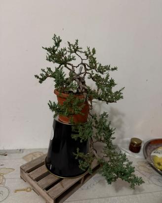 Bonsai Ginepro (Cascata)