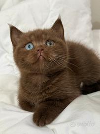 British shorthair
