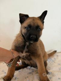 Cucciolo malinois pastore belga