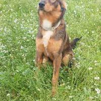 Cane tipo pastore 8 mesi vaccinato adotta