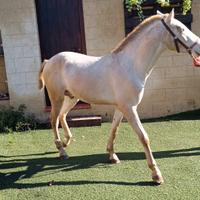 Puledro andaluso albino