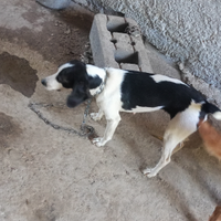 Cani da caccia