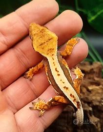 Geco ciliatus