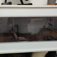 Panterophis Guttatus ex Elaphe