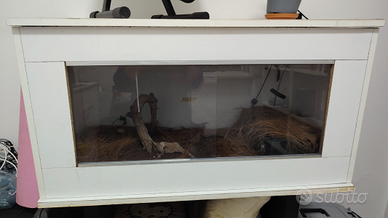 Panterophis Guttatus ex Elaphe