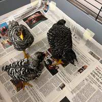Gallinelle Amrock