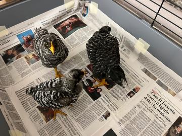 Gallinelle Amrock