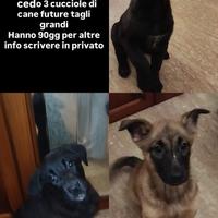 CUCCIOLE CANE fut taglie medio grandi