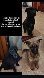 CUCCIOLE CANE fut taglie medio grandi