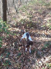 Bracco Francese dei Pirenei